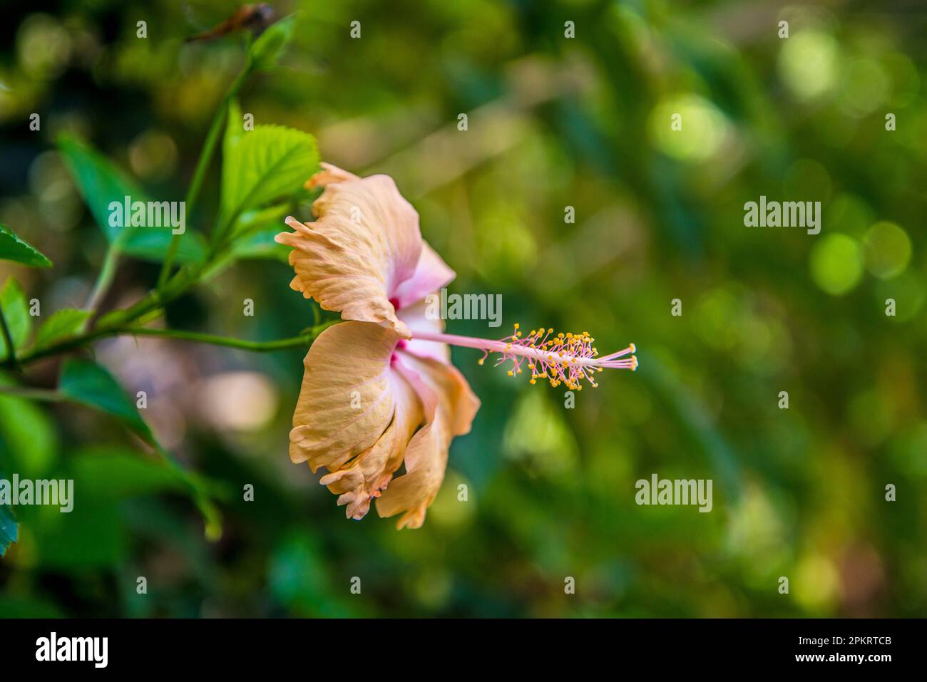 Chinese hibiscus also known as Jaba, China Rose, Hibiscus rosasinensis