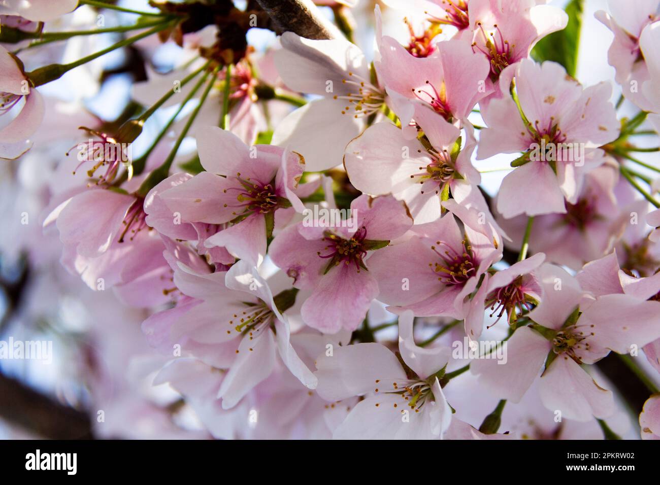 A closeup of cherry blossom in a garden with a blurry background Stock ...