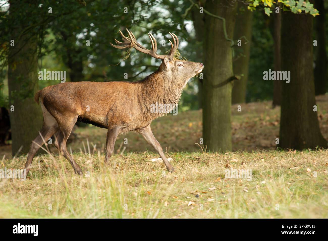 Sunlit red deer, cervus elaphus, stag with new antlers Stock Photo