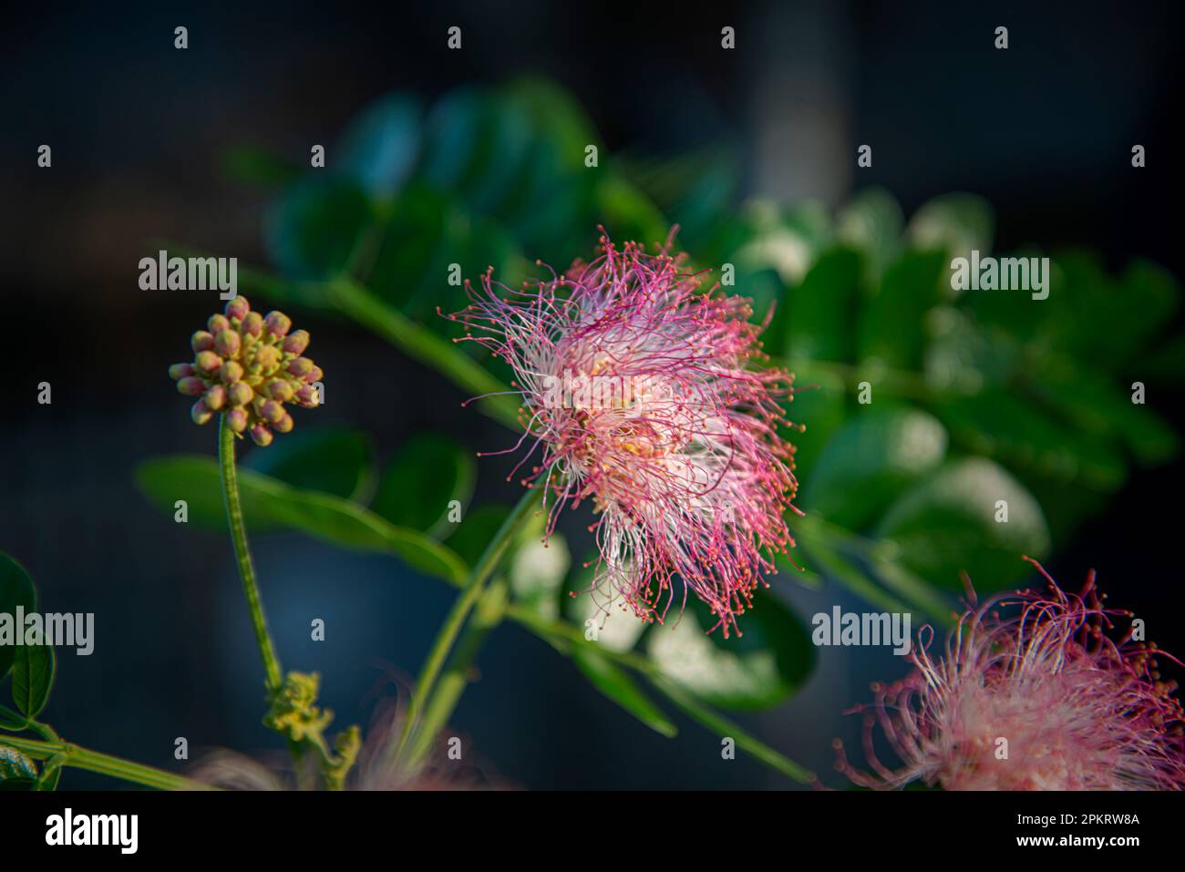 Flowers are reproductive structures of plants that are responsible for