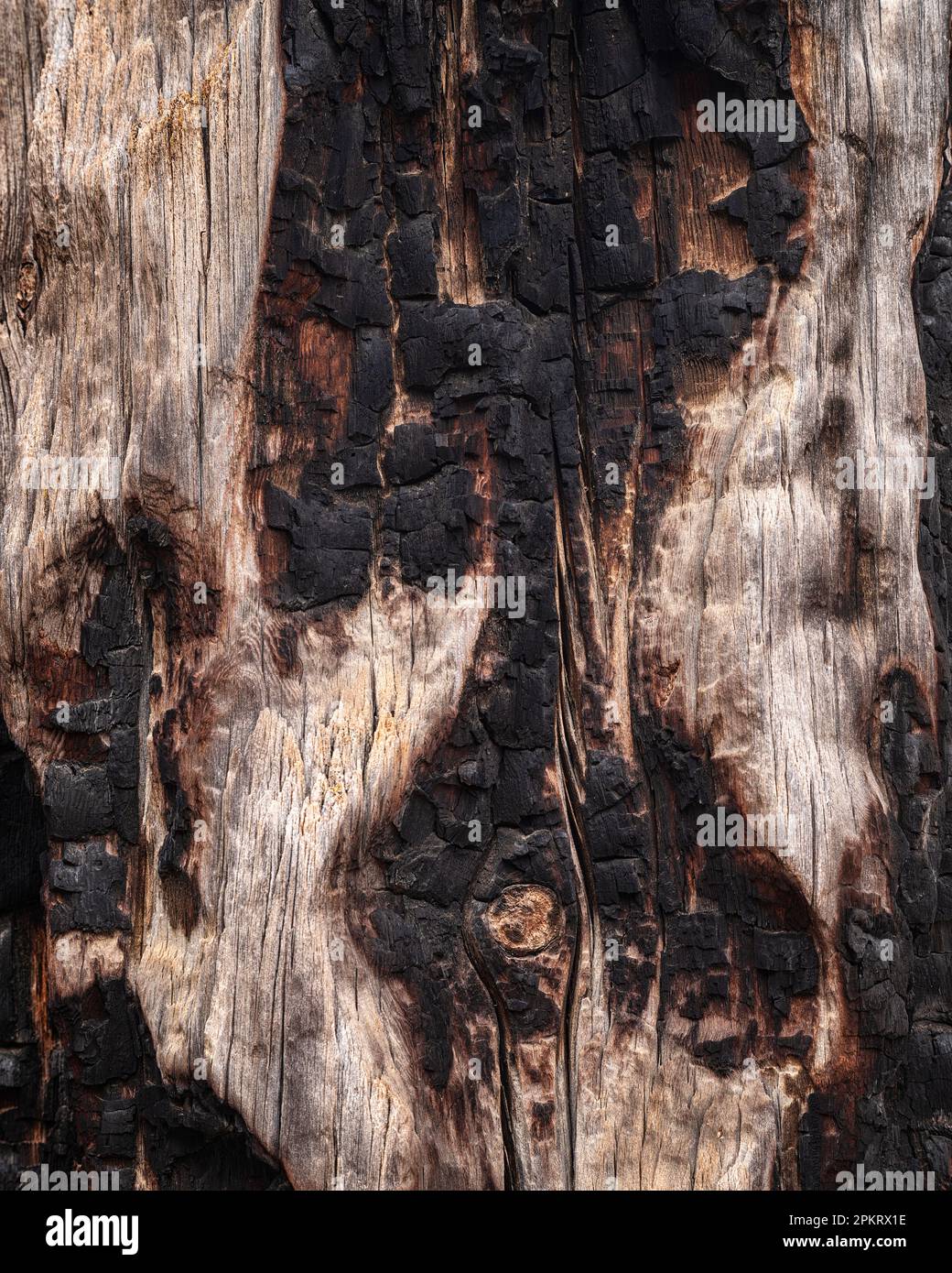 Ponderosa Pine charred by wildfire in Bryce Canyon National Park, Utah Stock Photo