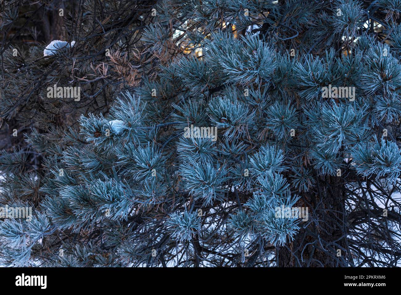 Hoar frost on the trees on the Rim trail in Bryce Canyon National park in Utah Stock Photo