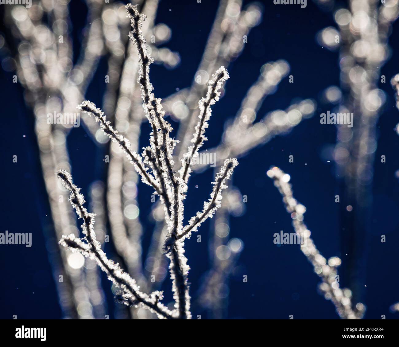 Hoar frost on the trees on the Rim trail in Bryce Canyon National park in Utah Stock Photo