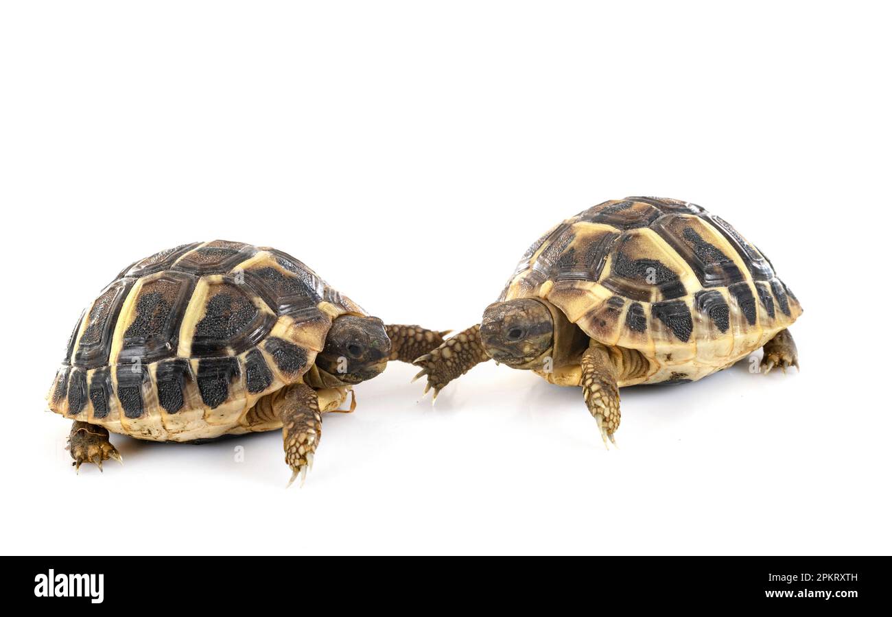 Hermann s tortoise in front of white background Stock Photo - Alamy