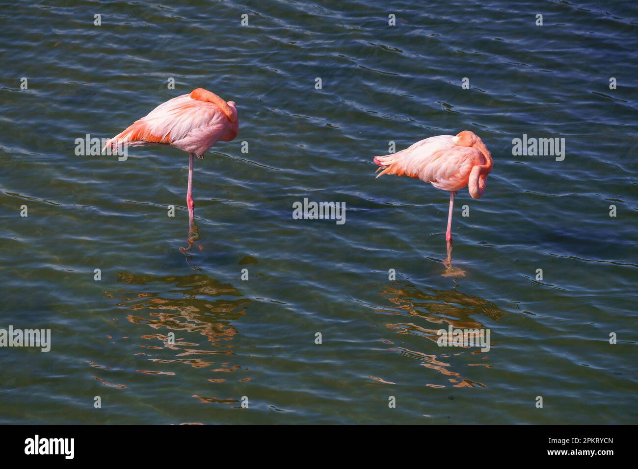 Flamboyance of flamingoes feed in the Galápagos Islands of Ecuador Stock Photo