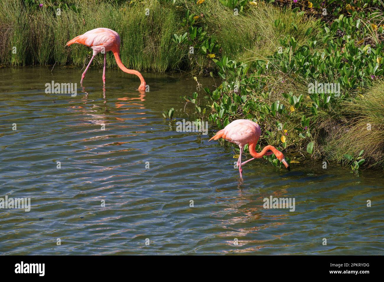 Flamboyance of flamingoes feed in the Galápagos Islands of Ecuador Stock Photo