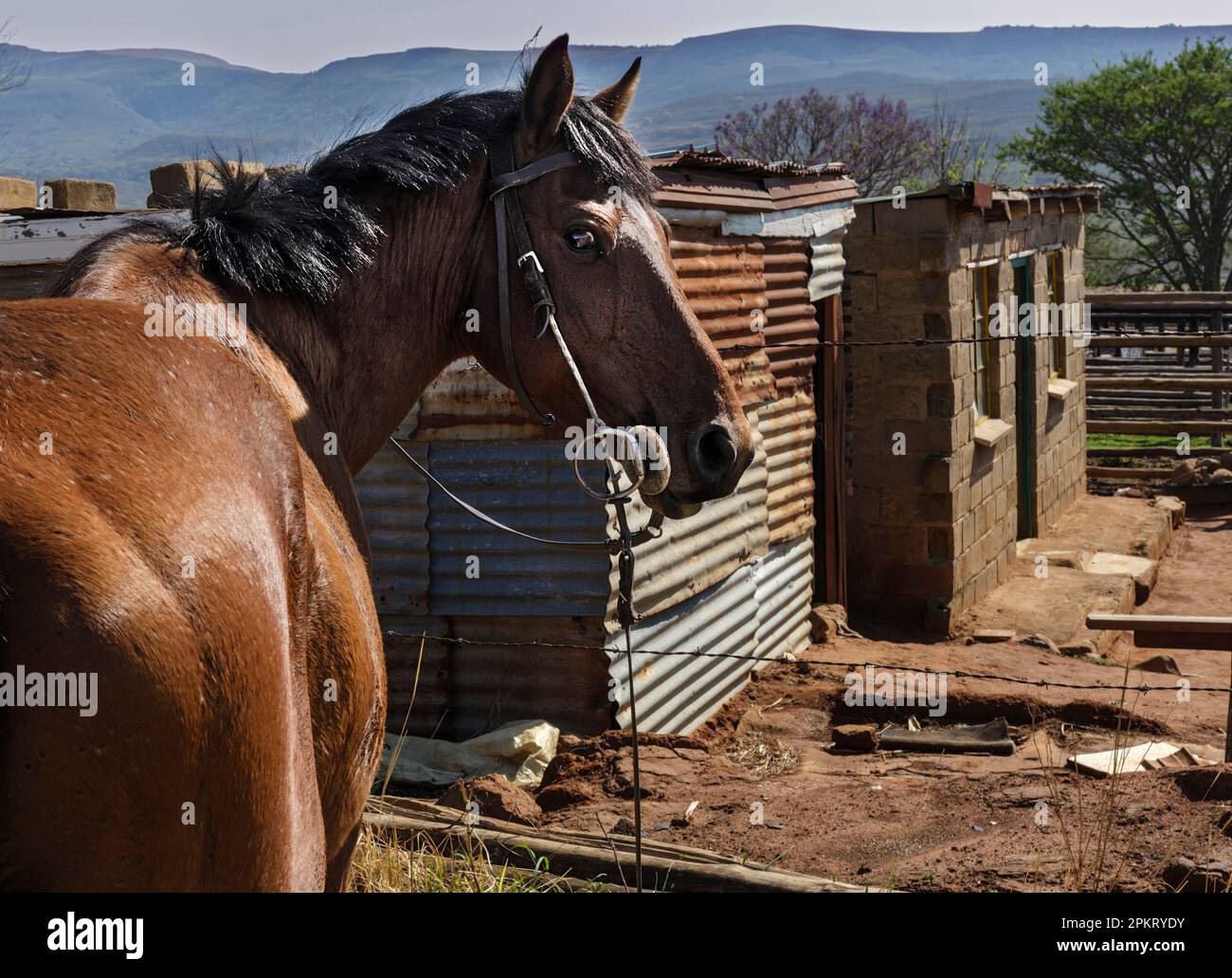 Horse with Zulu houses in Geluksburg Stock Photo Alamy