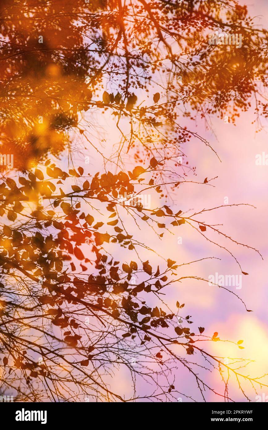Autumn leaves reflected in water at Blackwater Falls State Park in West