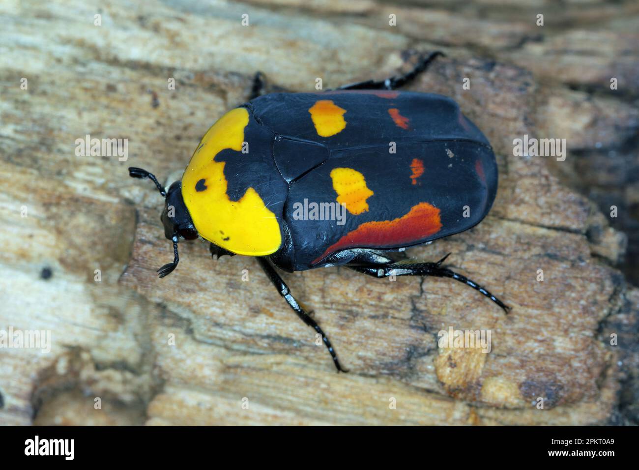 Scarab fruit beetle, Pachnoda iskuulka (Scarabaeidae). A beautiful beetle often bred by passionate hobbyists in terrariums. Stock Photo