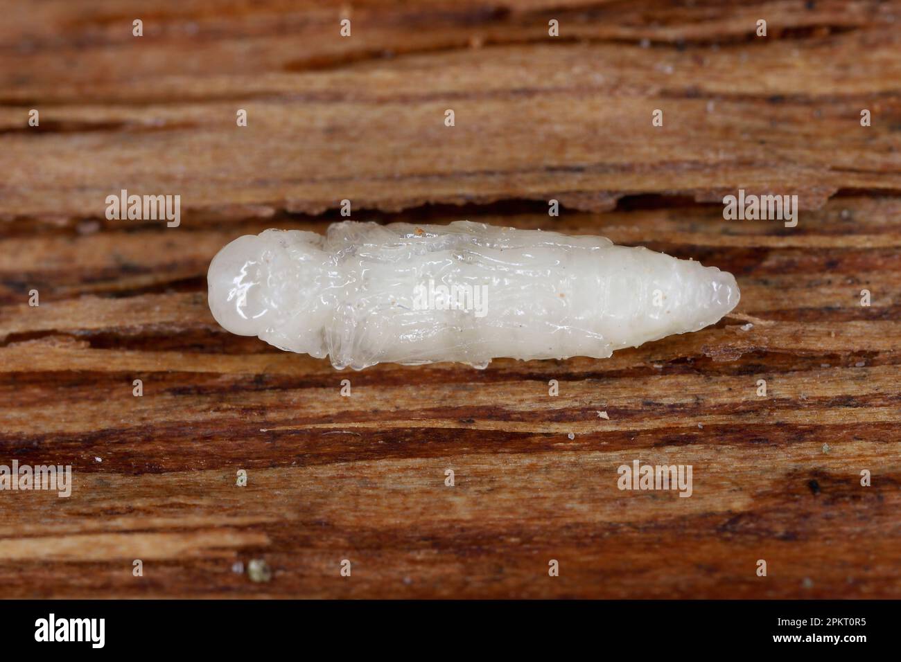 Developmental stage - pupa, a beetle of the family Buprestidae (jewel beetles) of the genus Agrilus found under the bark. Stock Photo