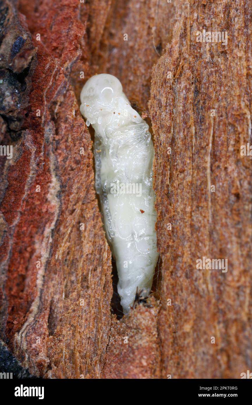 Developmental stage - pupa, a beetle of the family Buprestidae (jewel beetles) of the genus Agrilus found under the bark. Stock Photo