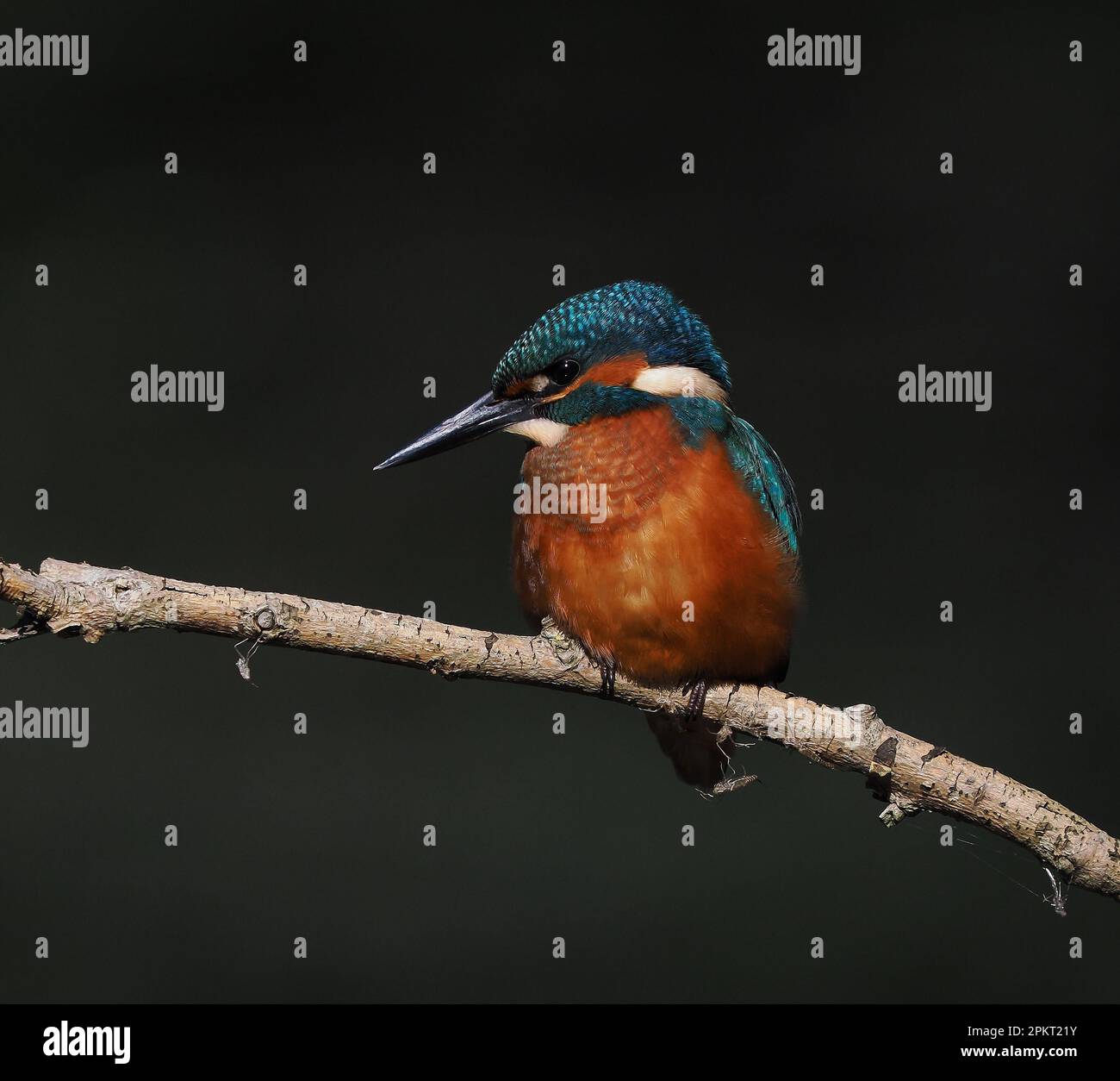 Kingfisher are one of the most colourful UK birds, it is recorded that this is to deter predators as they are reported to be distasteful ! Stock Photo
