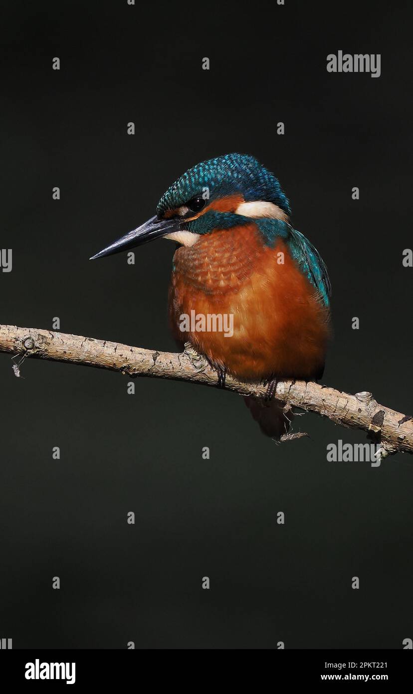 Kingfisher are one of the most colourful UK birds, it is recorded that this is to deter predators as they are reported to be distasteful ! Stock Photo