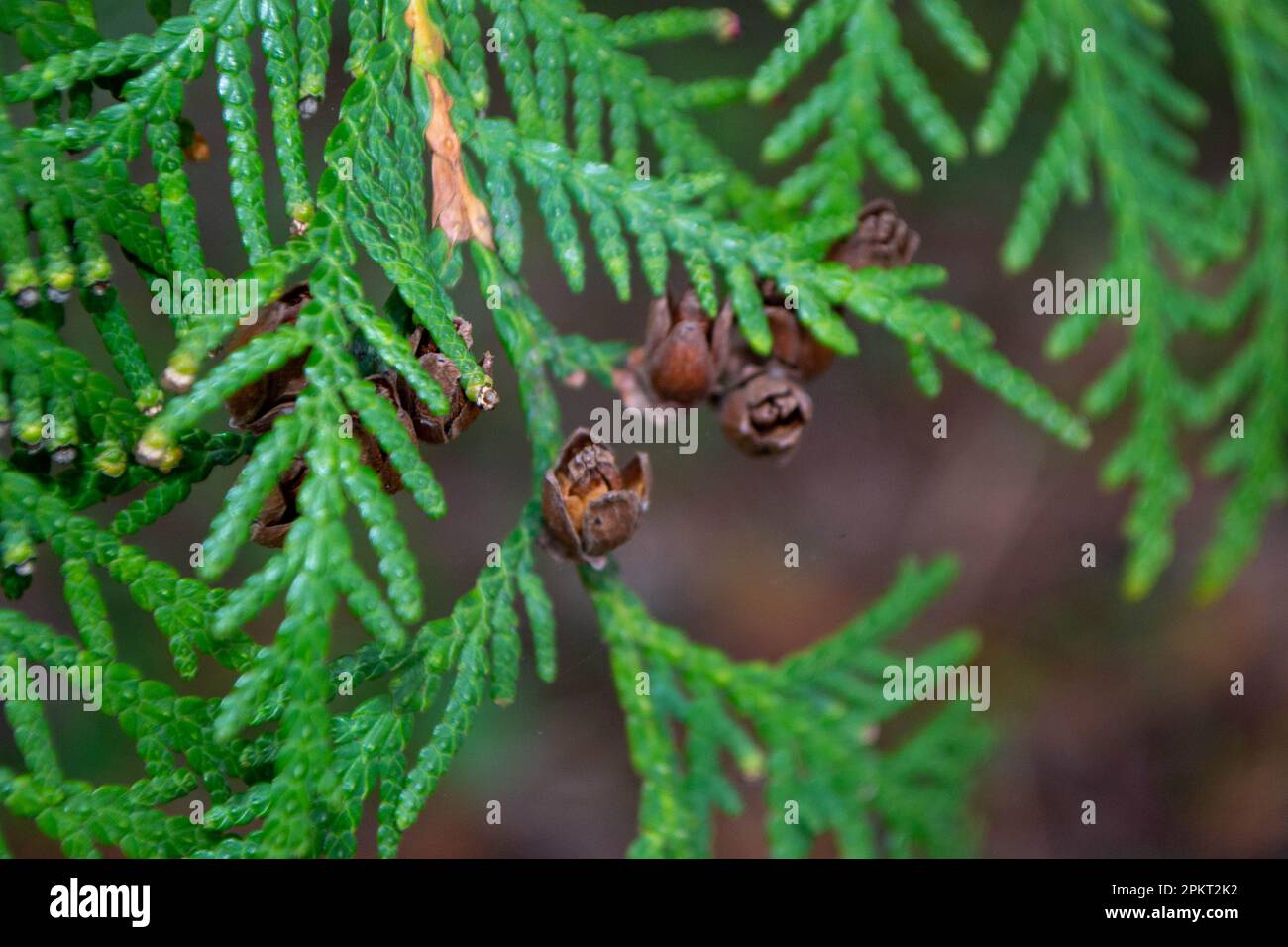 A close up of a tree with a few small leaves and some small seeds. High quality photo Stock Photo