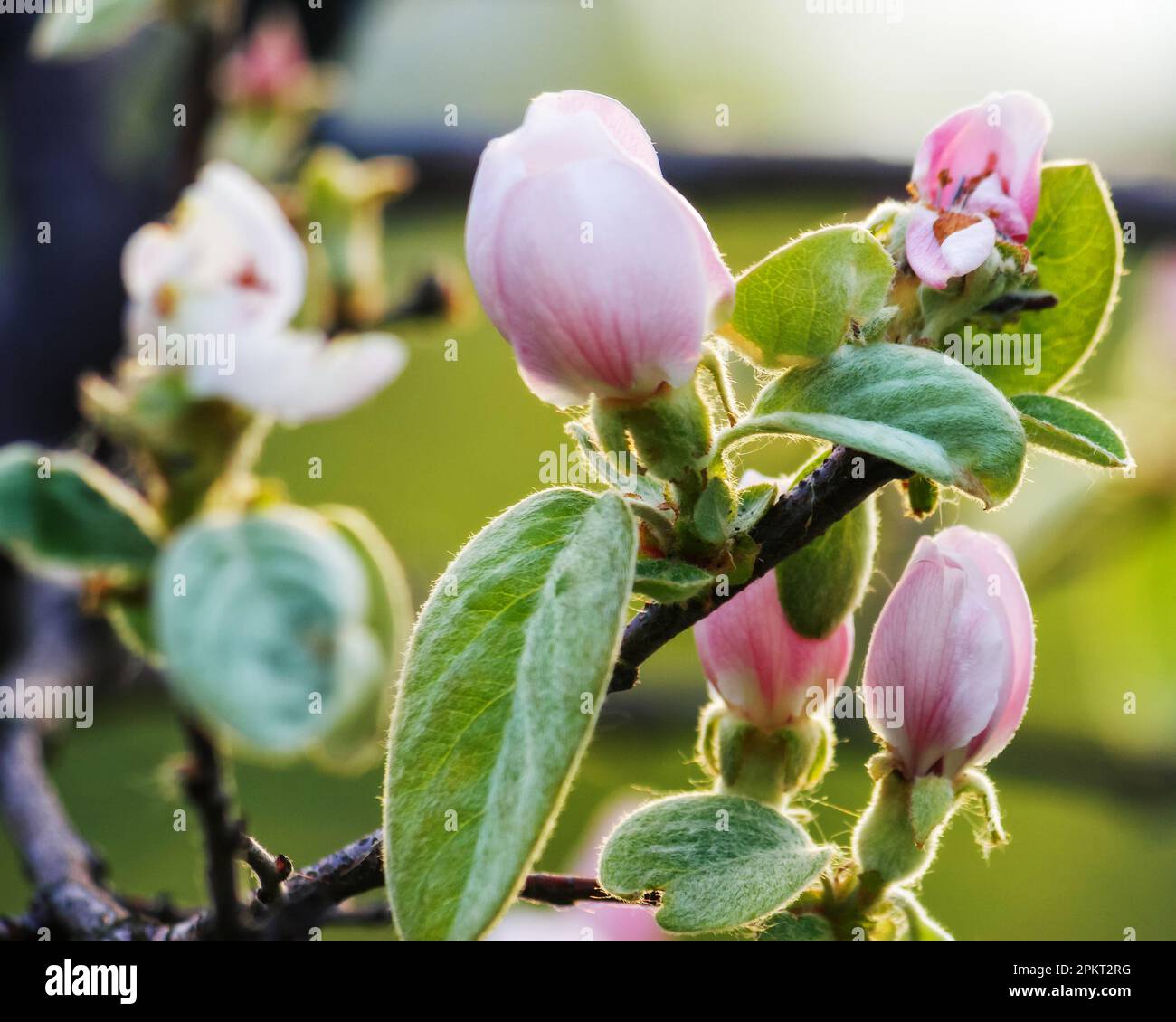 apple twig in blossom closeup. nature background in spring season Stock Photo
