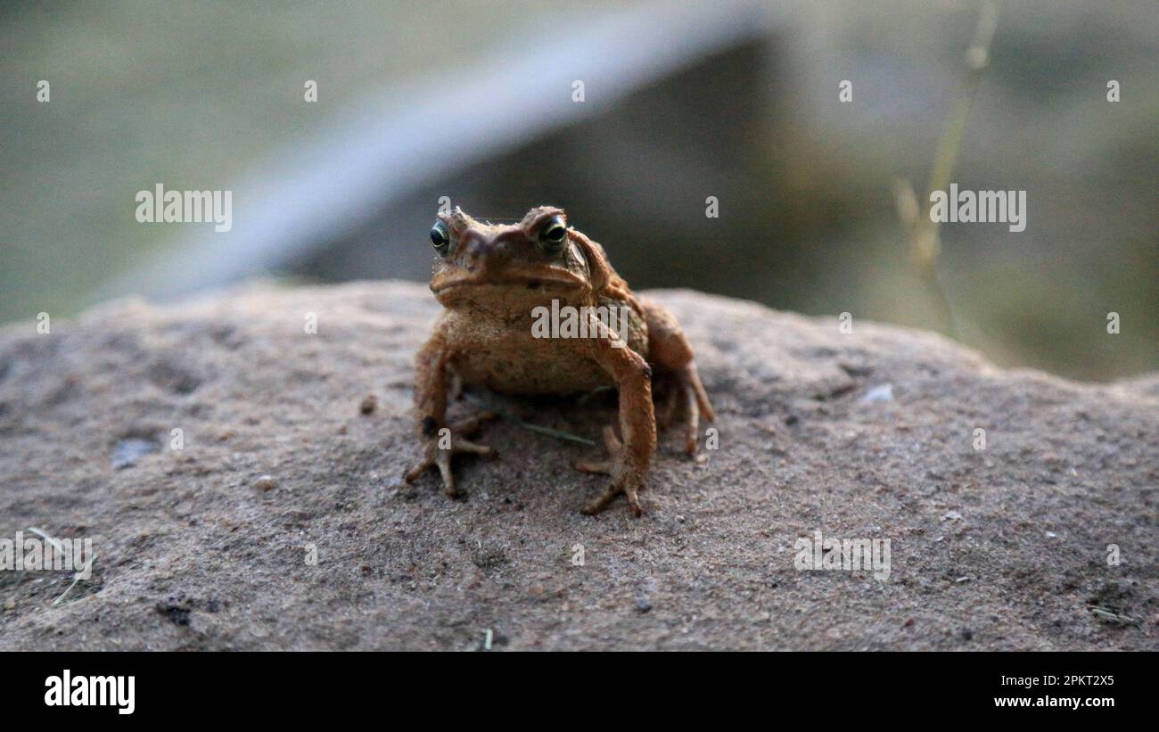 Rio frog hi-res stock photography and images - Alamy