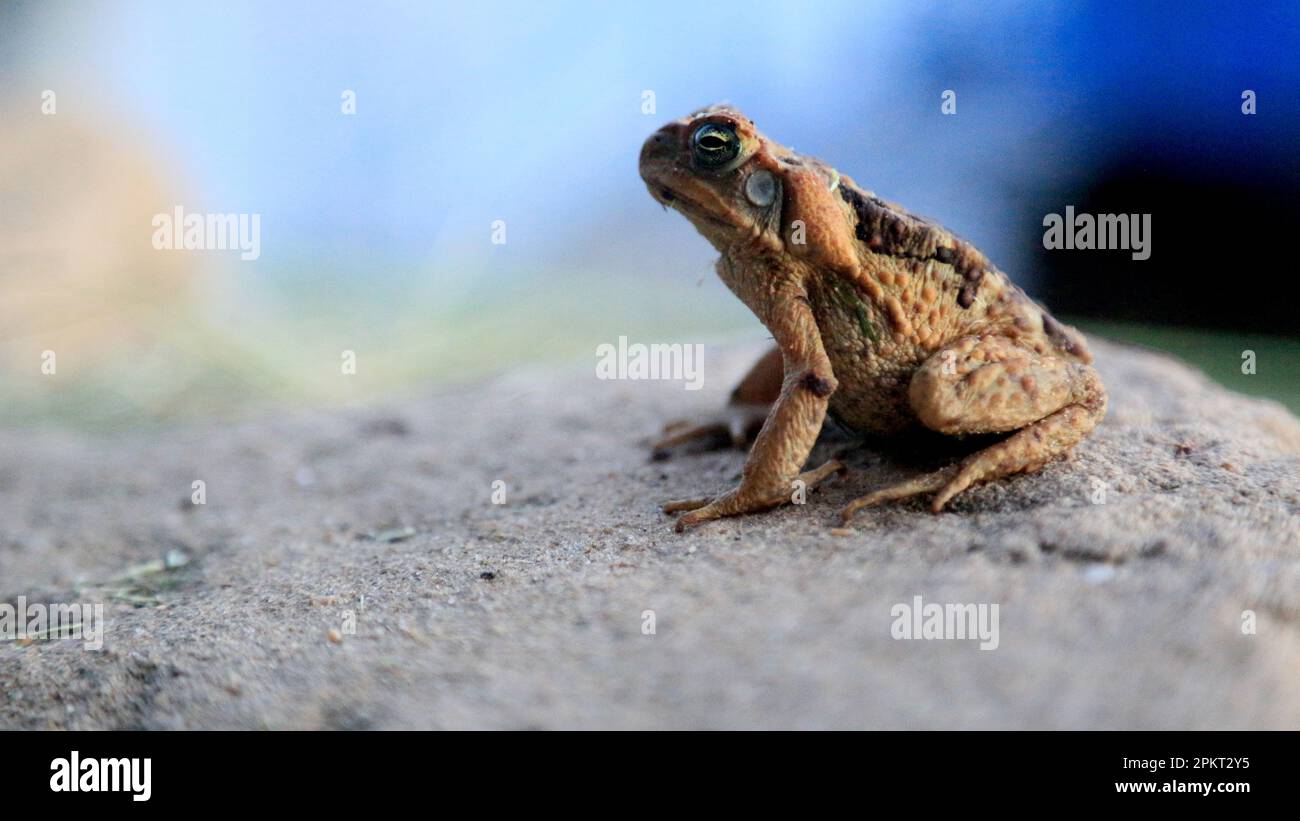 Rio frog hi-res stock photography and images - Alamy