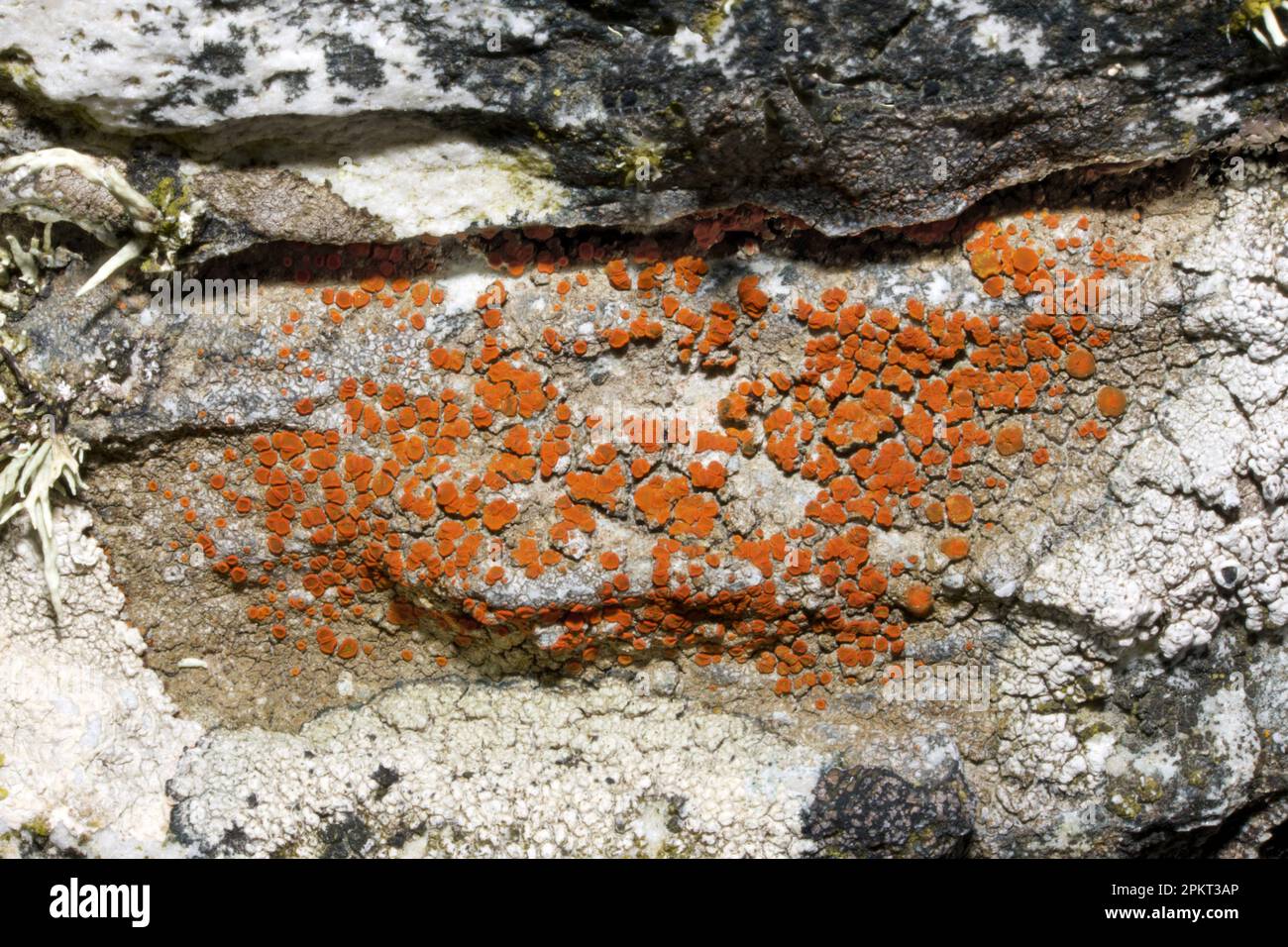 Caloplaca crenularia is a crustose lichen found mostly on coastal rocks. It occurs all around the coast of the UK. Stock Photo