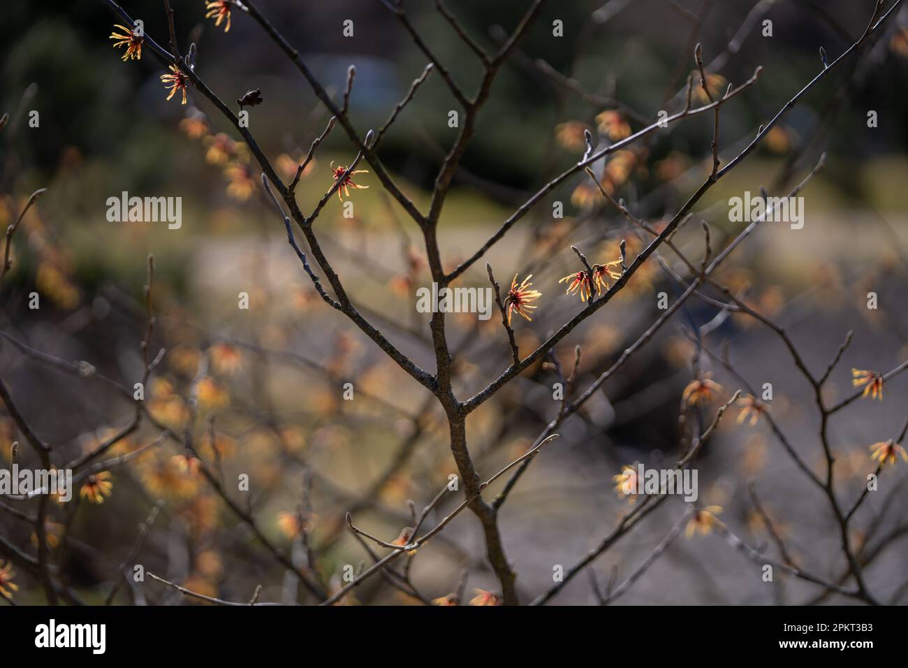 Vernal Witch Hazel (Hamamelis vernalis)  in bloom. Selective focus. Background. Stock Photo