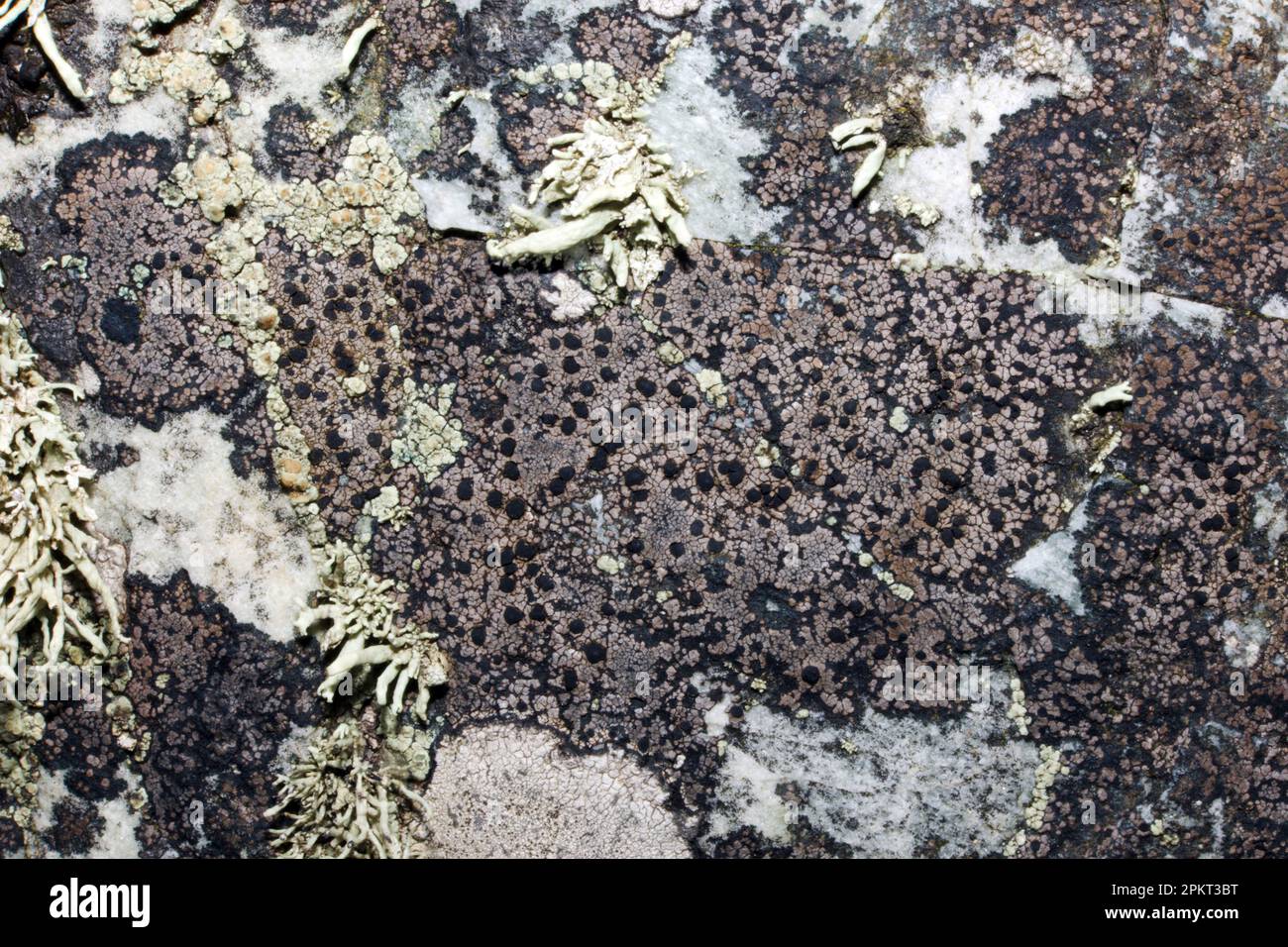 Rhizocarpon richardii is a crustose lichen found on acidic coastal rocks. It is found in Europe and North America. Stock Photo