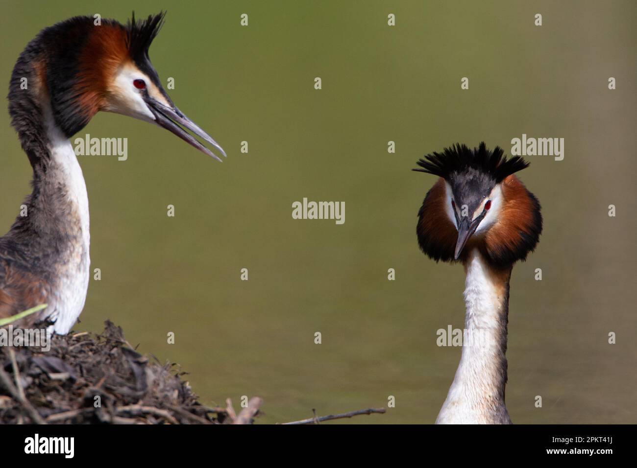 Great Crested Grebes Stock Photo