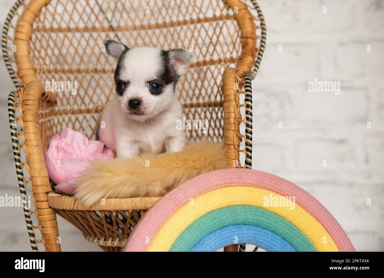 Dog doll hi-res stock photography and images - Page 19 - Alamy