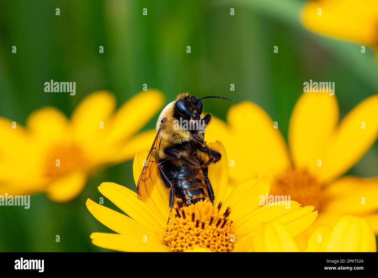 Bumble bee resting on yellow wildflower. Insect and nature conservation, habitat preservation, and backyard flower garden concept. Stock Photo