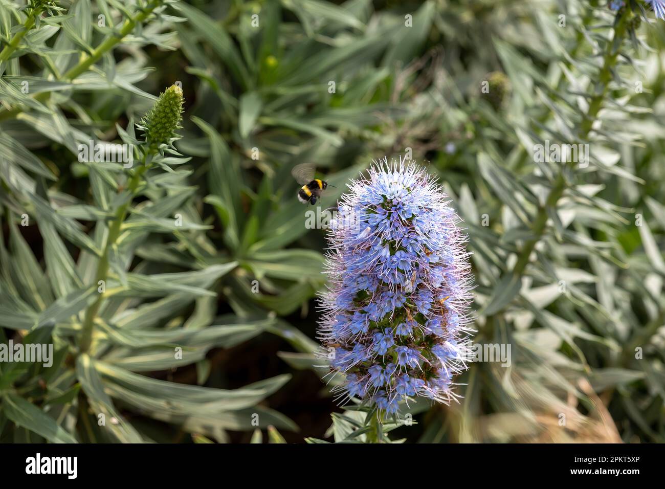 Close-up at purple echium flower and bumblebee, Madeira, Portugal Stock Photo