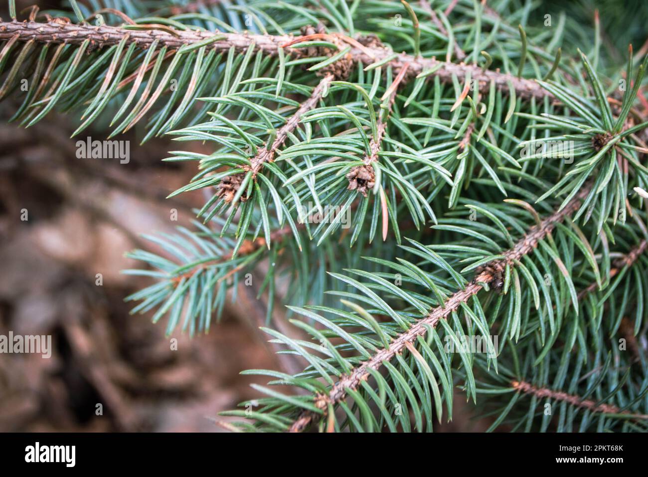 Fir tree brunch close up. Shallow focus. Fluffy fir tree brunch close up. Christmas wallpaper concept. Copy space. High quality photo Stock Photo