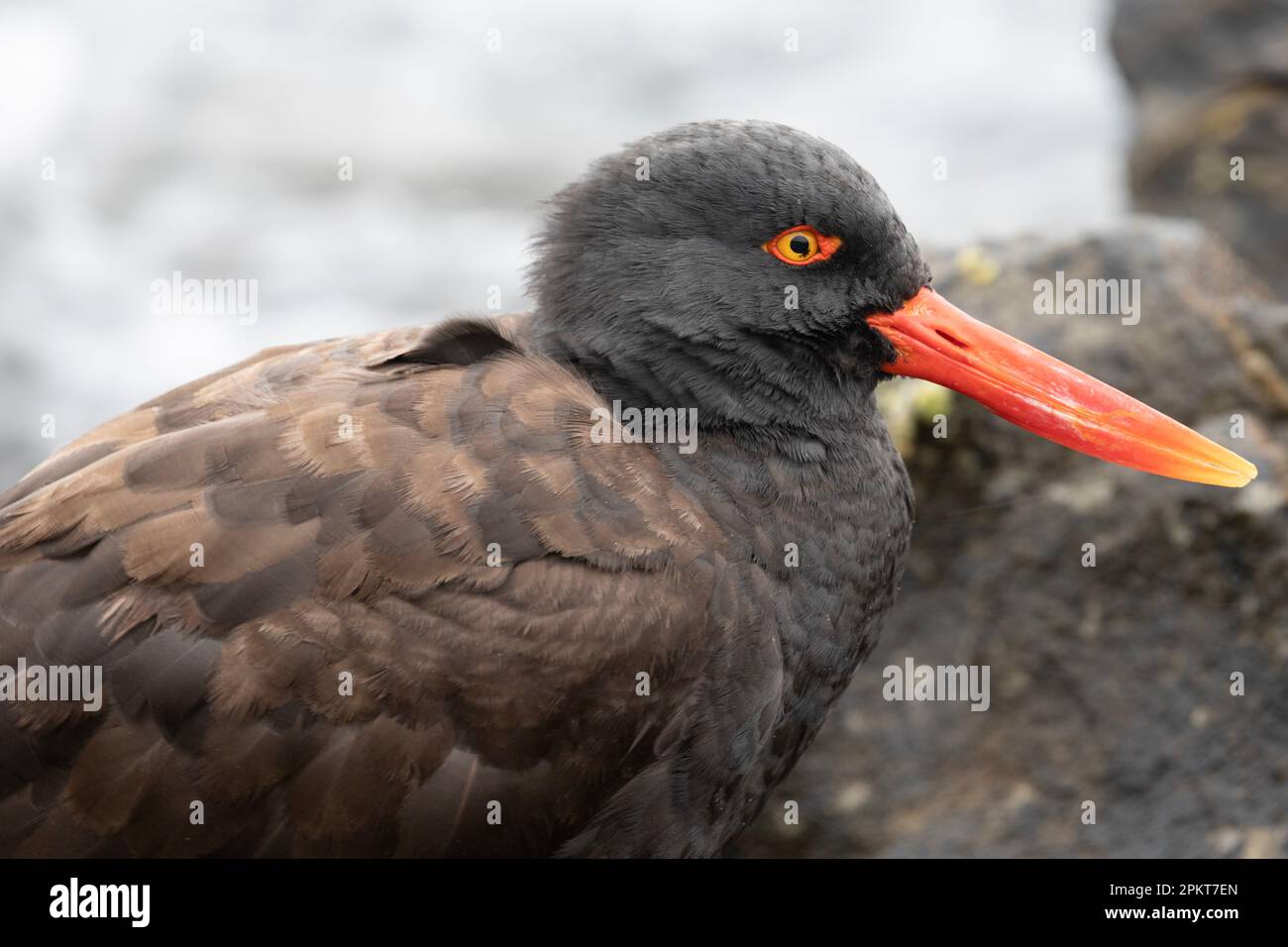 Blackish Oystercatcher, Haematopus Ater, on The Falkland Islands. Stock Photo