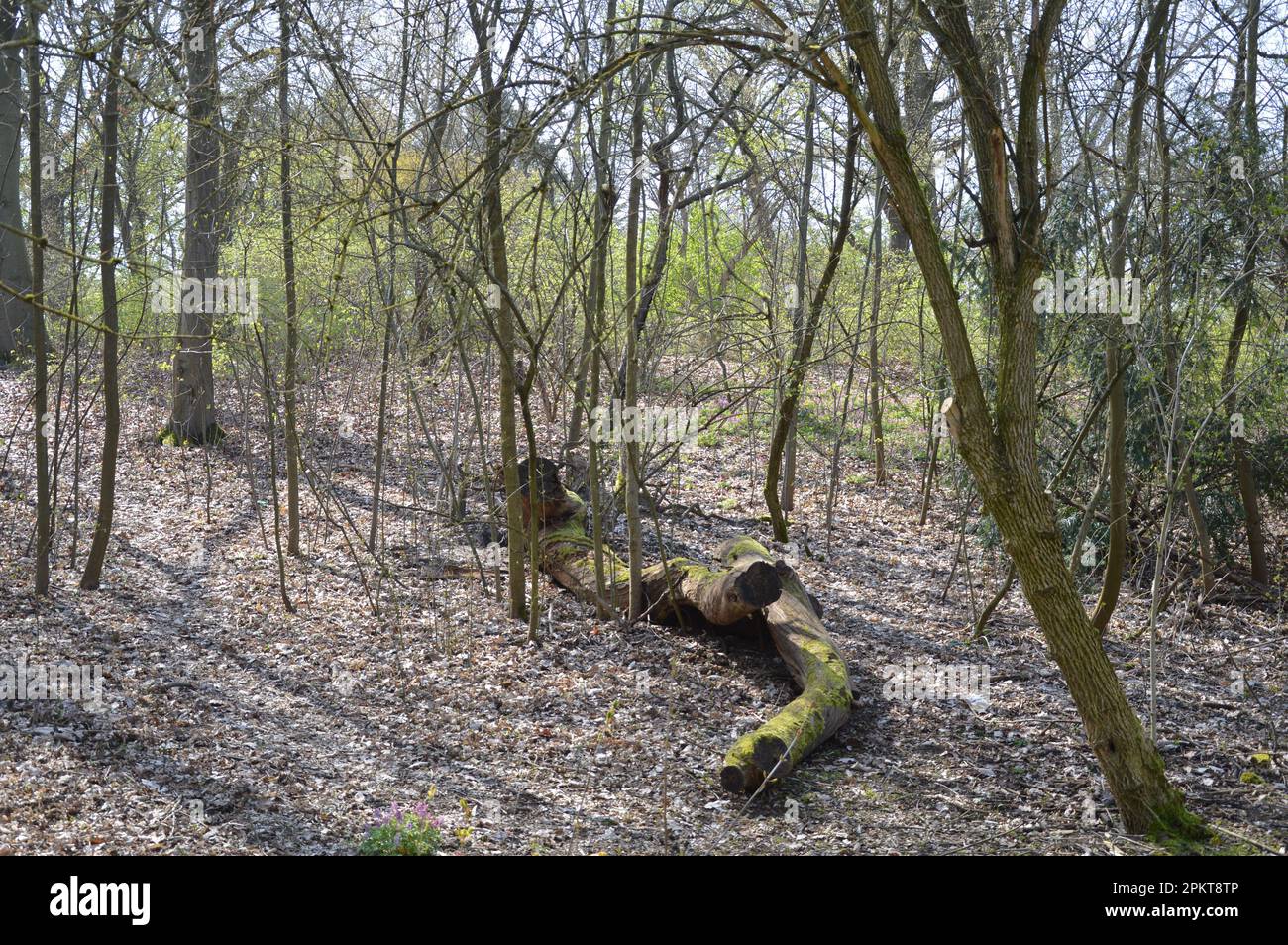 Berlin, Germany - April 9, 2023 - Rixdorfer Höhe in Volkspark Hasenheide in Neukölln. (Photo by Markku Rainer Peltonen) Stock Photo