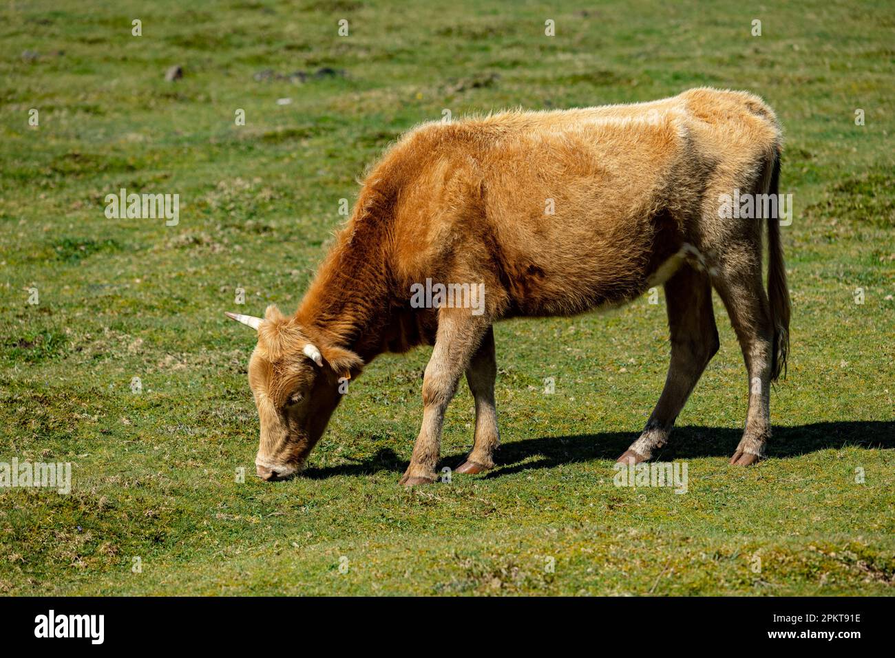 Brown cows grazing in a grass field Stock Photo - Alamy