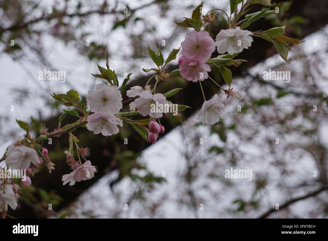 A beautiful spring landscape featuring a cherry blossom tree branch ...