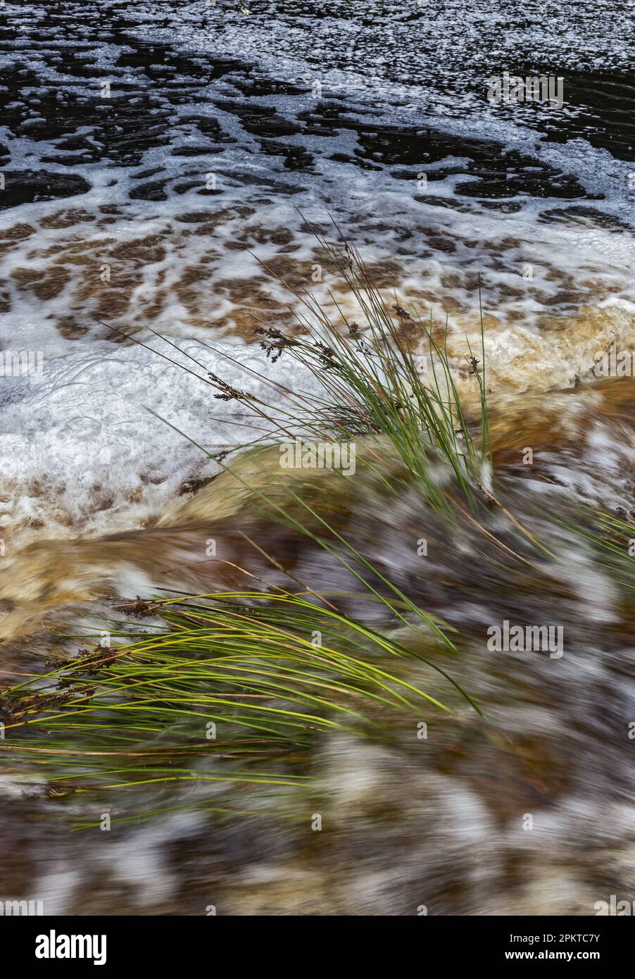 The quick flowing water of the Grootrivier River flow over reeds after heavy rains in the Tsitsikamma Mountains of the southern coastline of South Afr Stock Photo