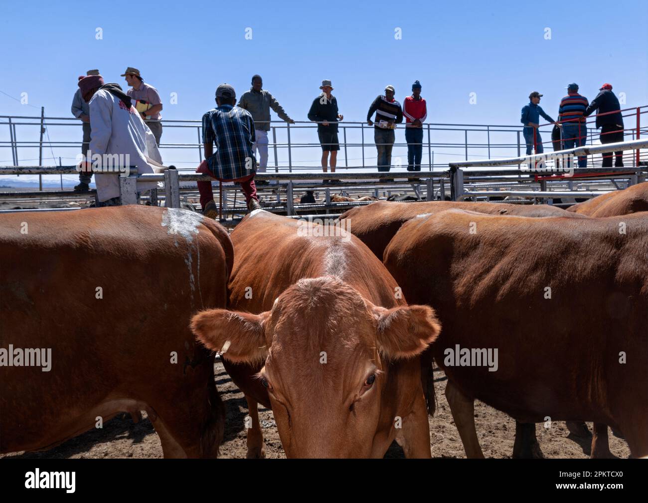 Cattle auction in Cedarville Stock Photo Alamy