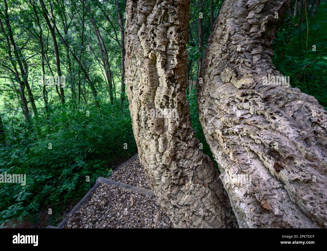 The cork tree forest at Tokara Wine Estate. Stock Photo