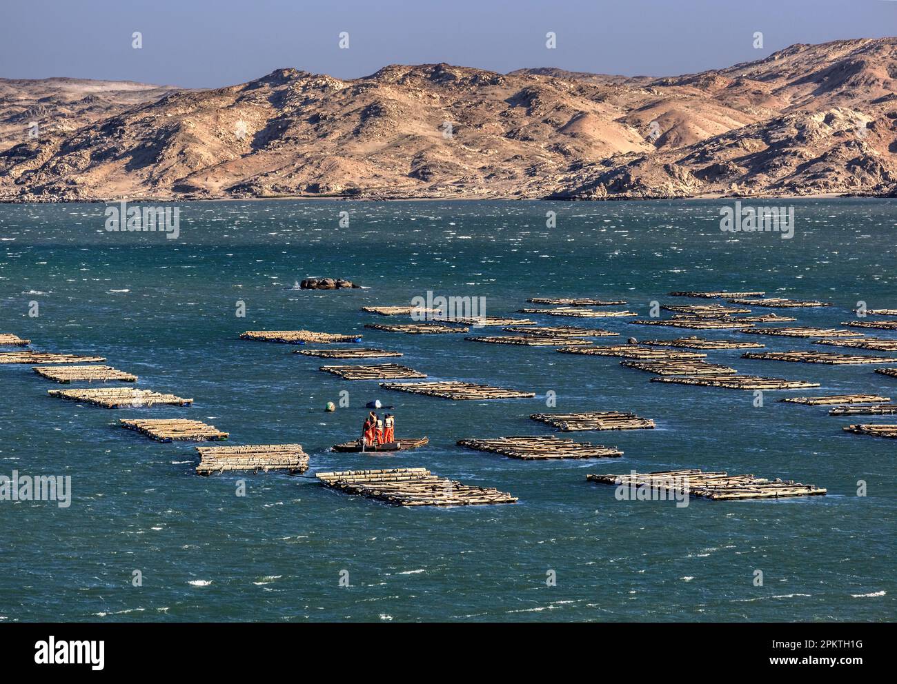 Workers attend the floats or barges of an oyster farm in Grosse Bucht