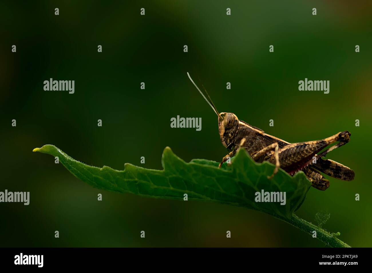 Grasshopper sit on green leaf ,blur background Stock Photo