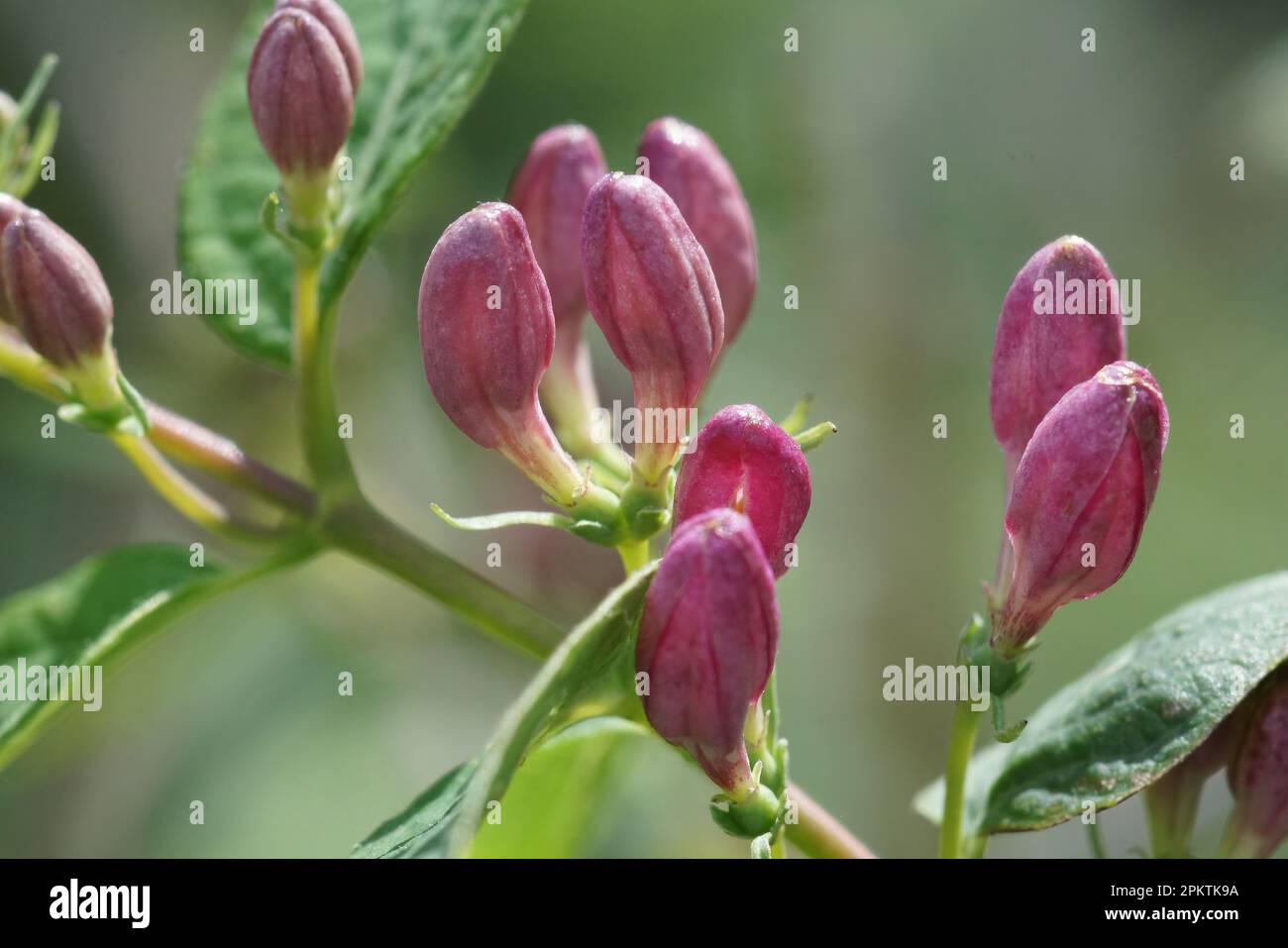 Natural closeup on the emerging red flowers of the Tatarian honeysuckle shrub, Lonicera tatarica Stock Photo