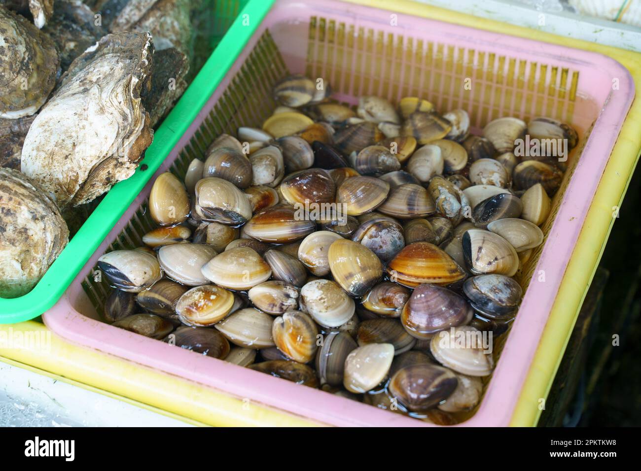 Raw fresh clam Corbicula in the water on fish market Stock Photo