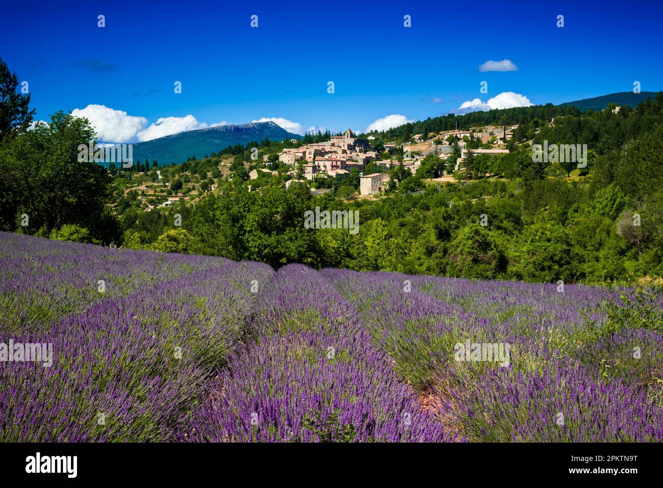 Lavender field in front of the village of Aurel Stock Photo