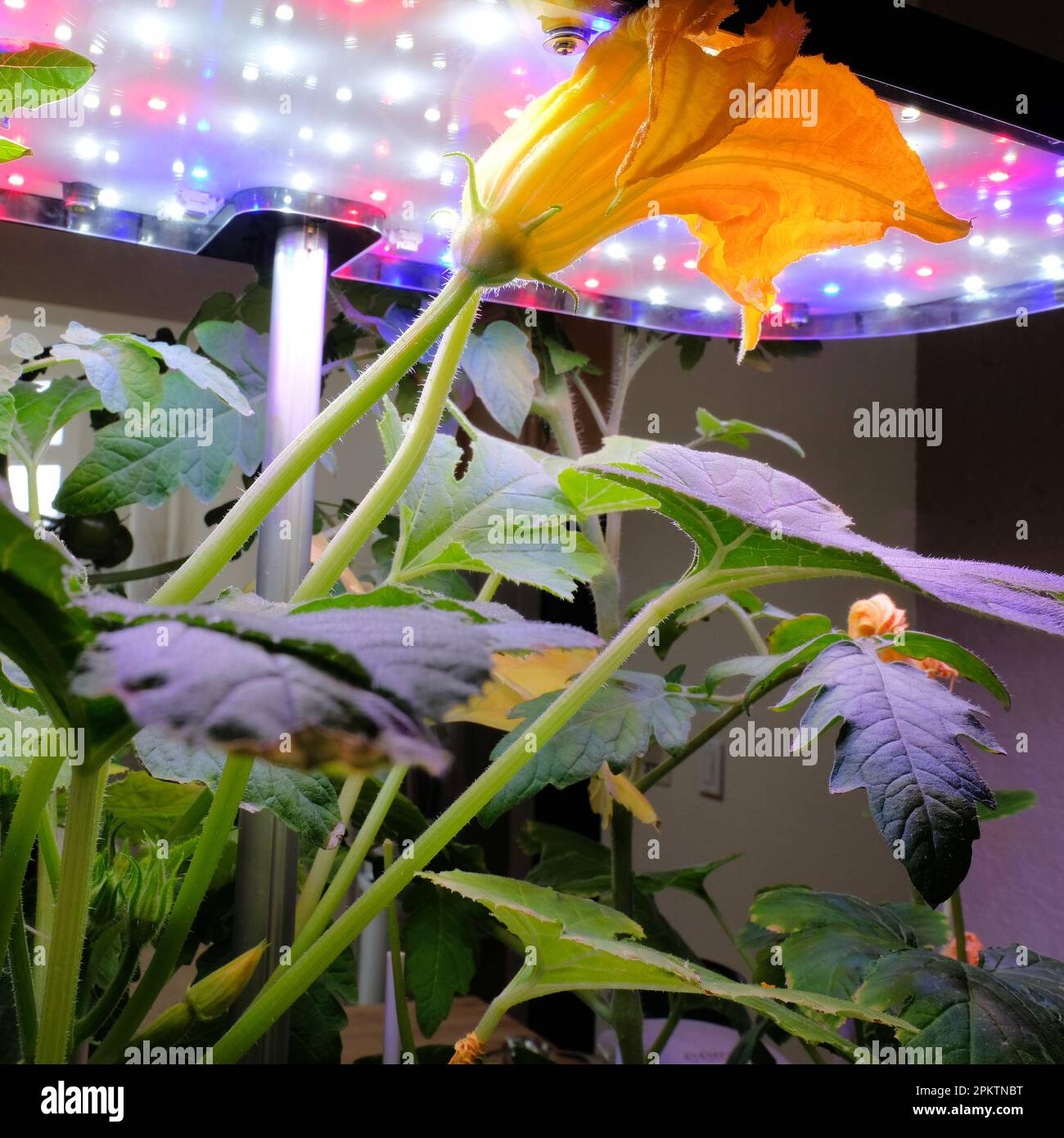 Zucchini squash flowers against the LED full spectrum grow lights; hydroponic interior home garden growing vegetables indoors; indoor vegetation. Stock Photo