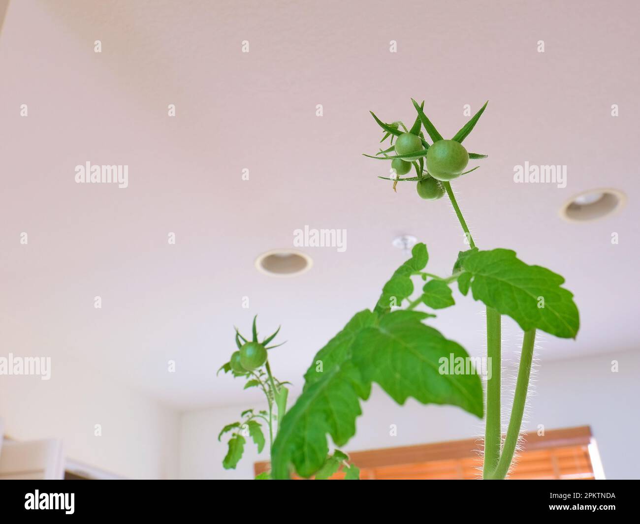 Growing tomatoes indoors in a hydroponic interior home garden growing