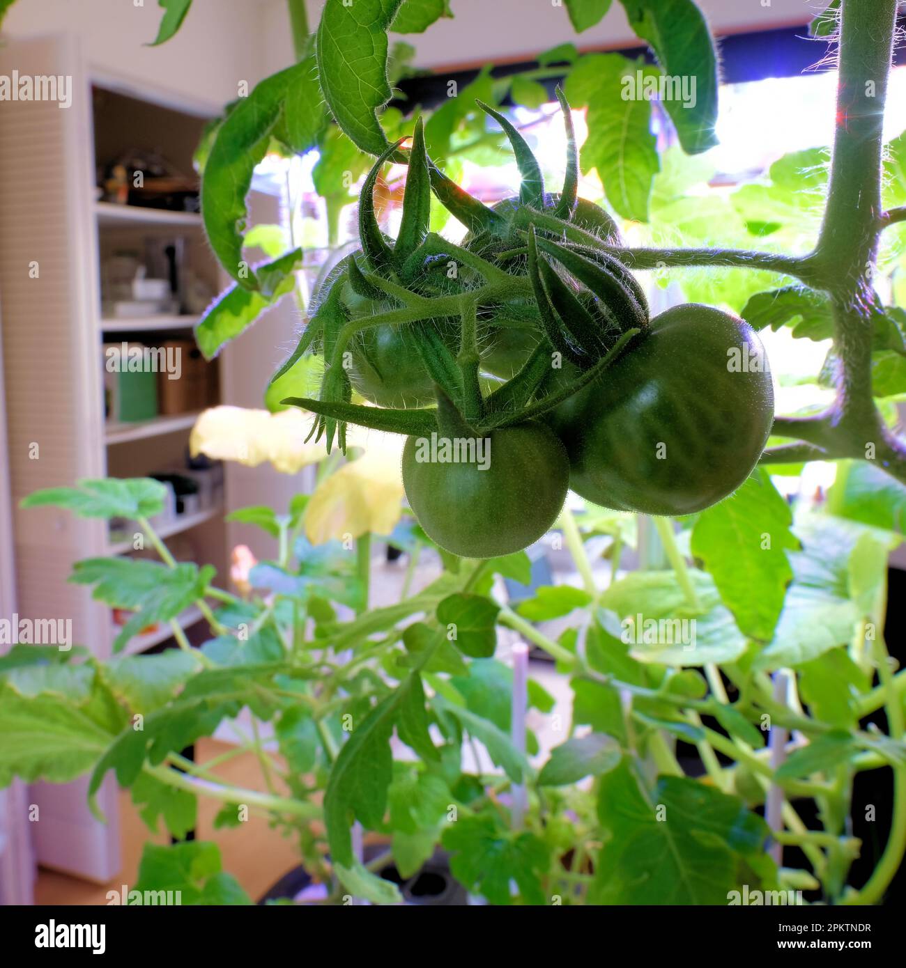 Growing tomatoes indoors in a hydroponic interior home garden growing