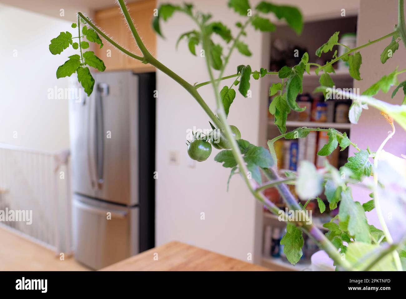 Growing tomatoes indoors in a hydroponic interior home garden growing