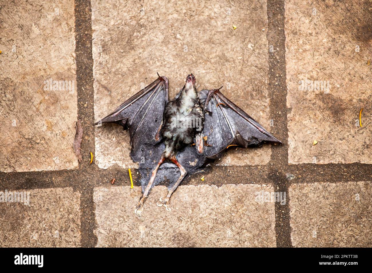 Corpse of a dead bat lying on the pavement of a big city Stock Photo