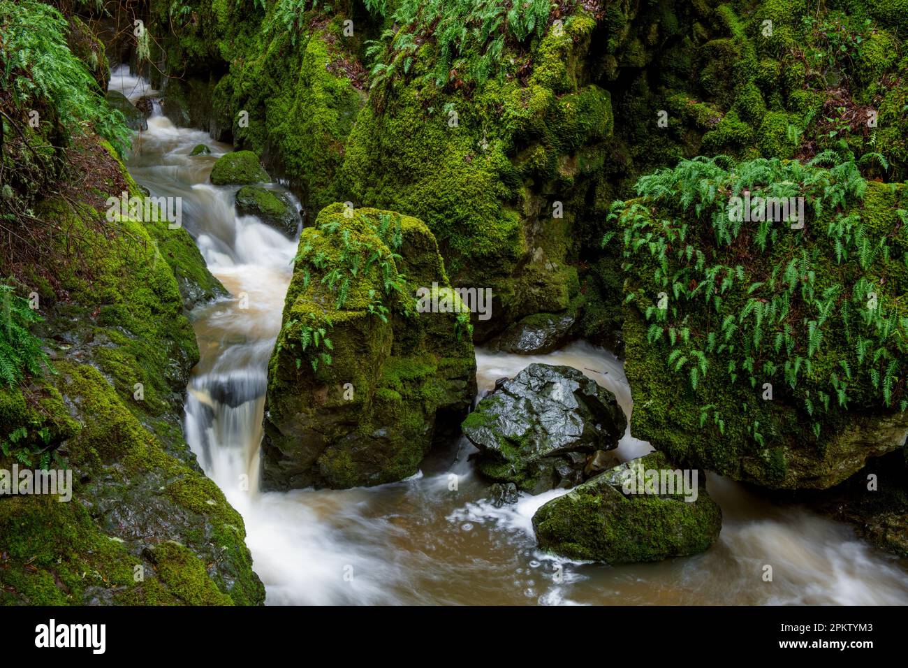 Cataract Creek, Mount Tamalpais, Marin County, California Stock Photo