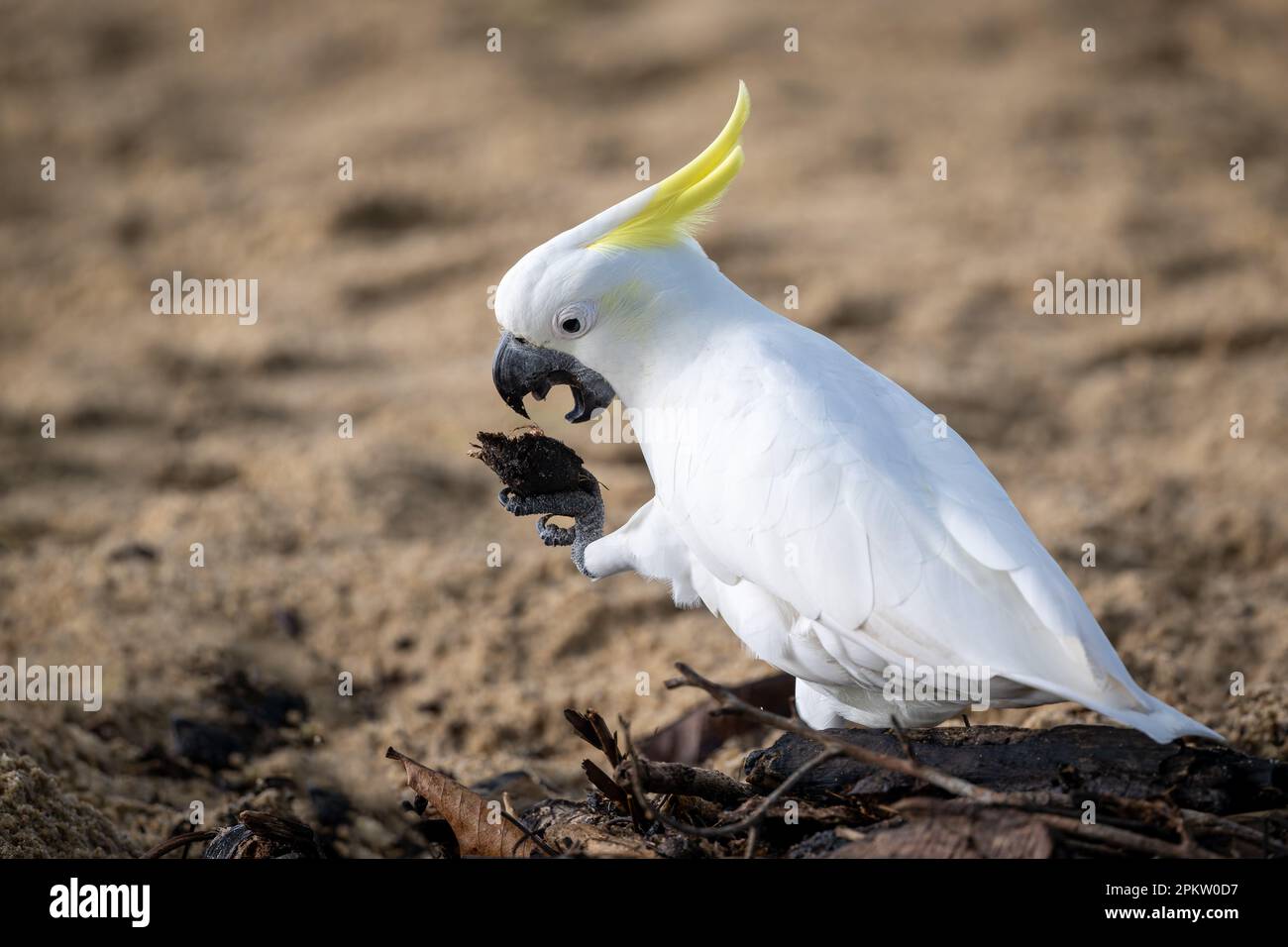 A single Sulphur-crested Cockatoo sits on the Palm Cove sand in Cairns, about to crack open the beach almond nut clasped in a claw with its open beak. Stock Photo