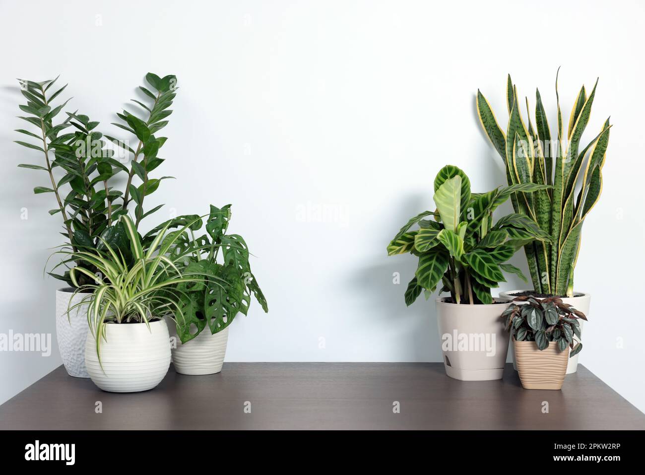 Many different beautiful house plants on wooden table near white wall, space for text Stock Photo