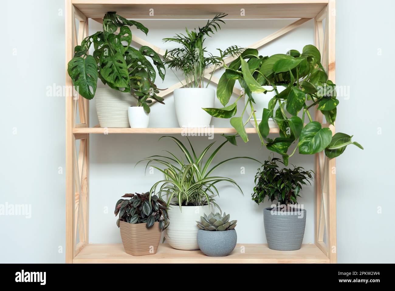 Different beautiful house plants on wooden shelving unit near white wall Stock Photo